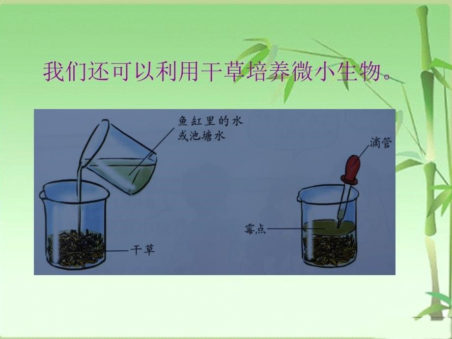 新科教版六年级科学下册第1单元第7课《用显微镜观察身边的生命世界三ppt课件》汇总._第5页