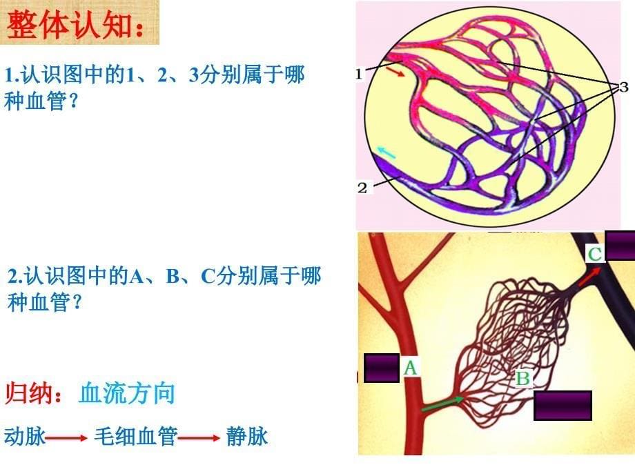 第二节物质运输的器官用_第5页