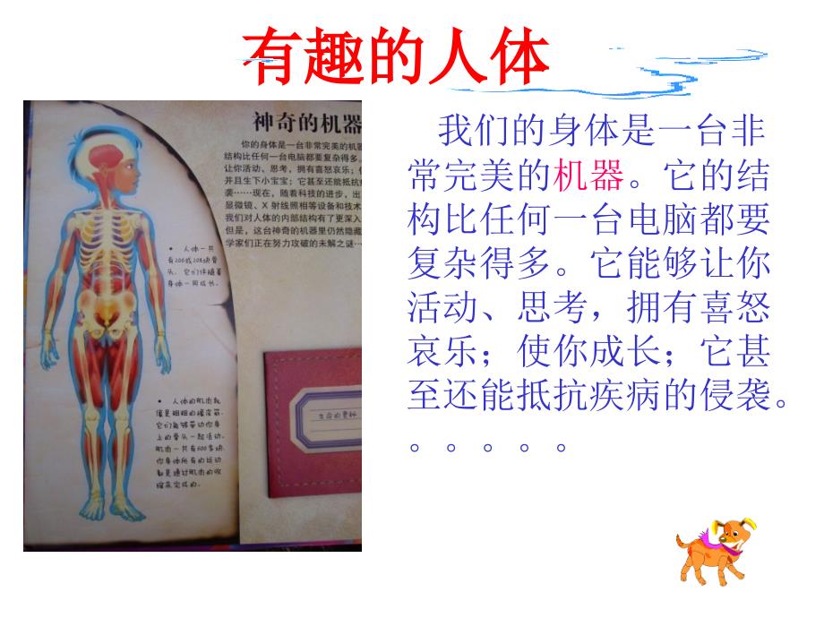 器官解剖知识--有趣的人体_第4页