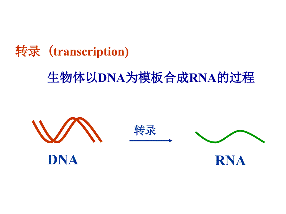 第四章 rna的生物合成_第3页