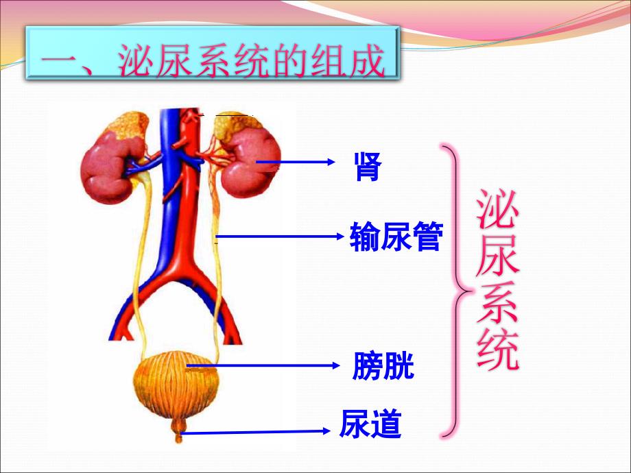 人体内废物排出课件23_第3页