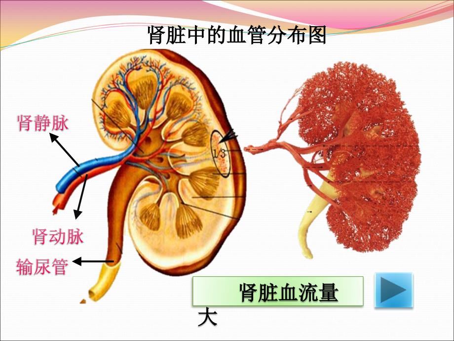 人体内废物排出课件23_第4页