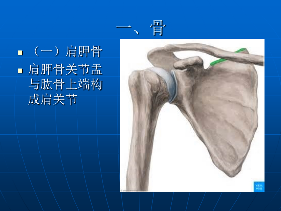 肩关节应用解剖汇总._第3页