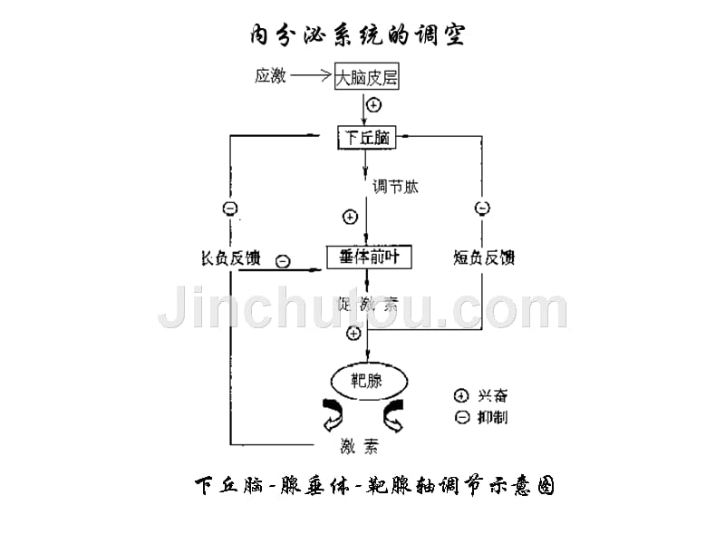 激素类药理11课件_第3页