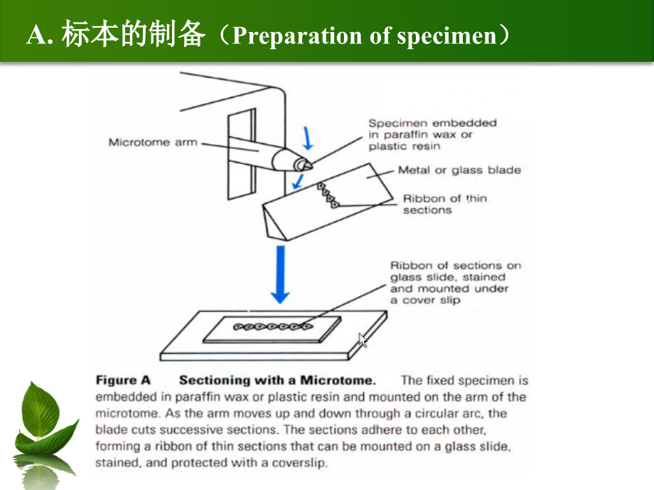 细胞生物学第三章汇总._第4页