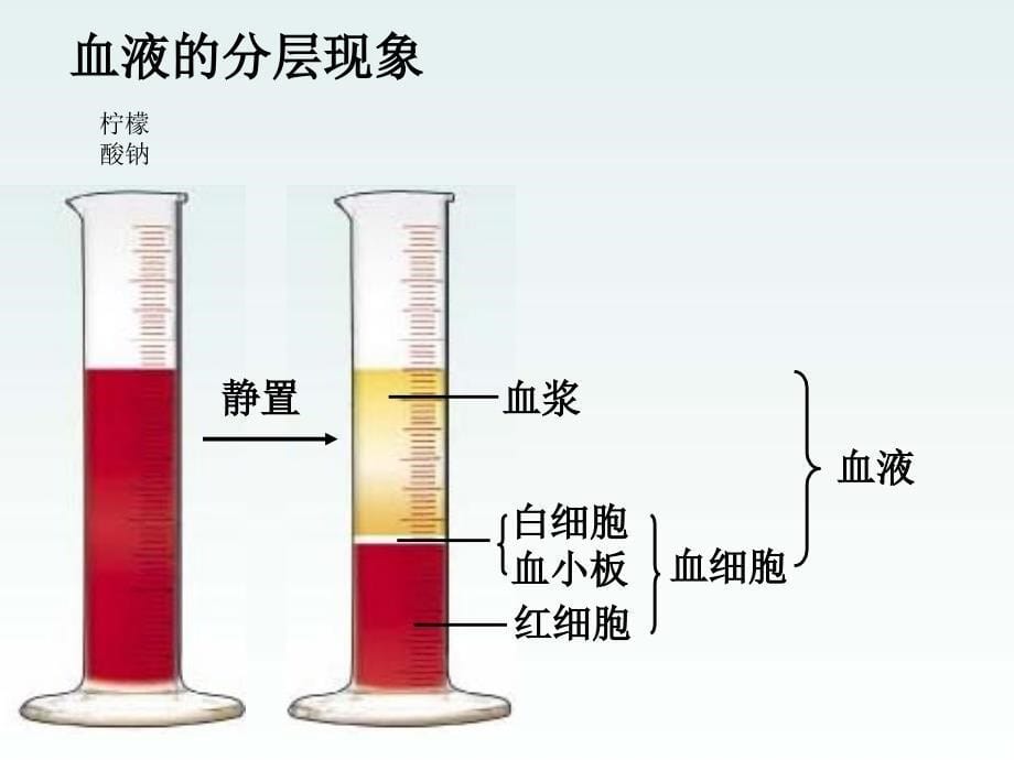 人教版生物七下第四章《人体内物质运输》_第5页