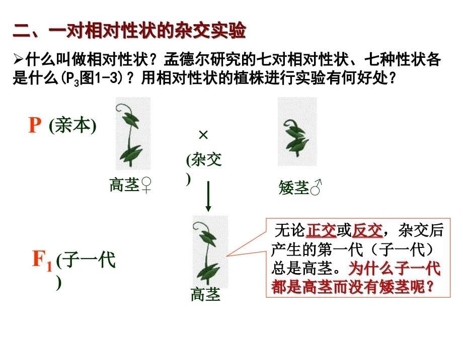 生物必修二豌豆杂交实验(一)_第5页