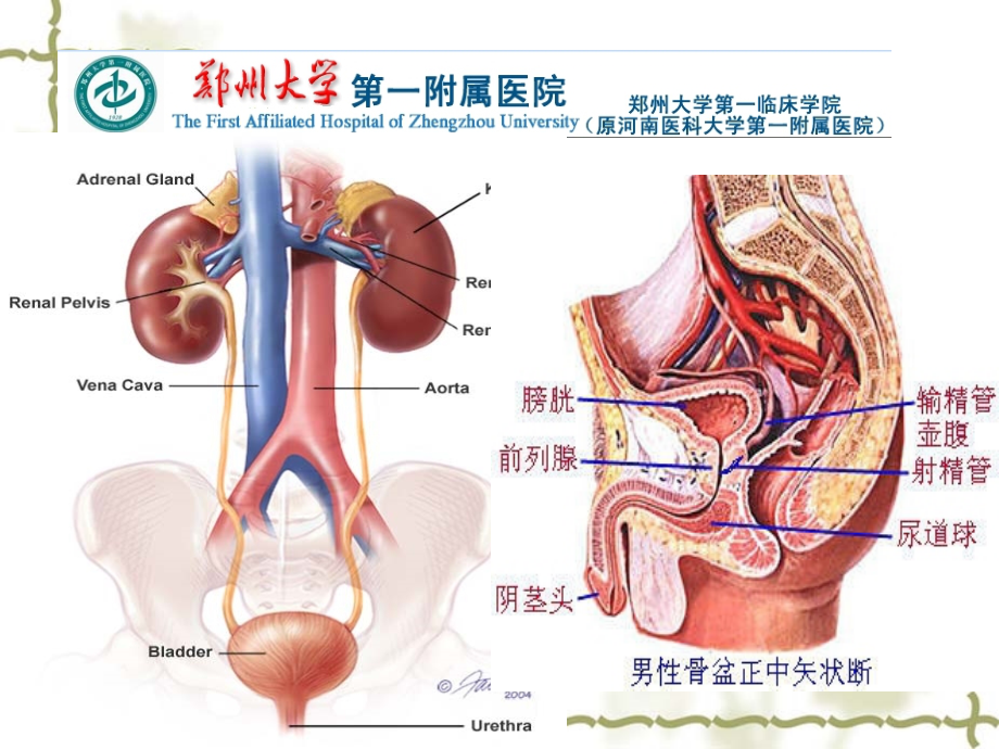 护士分层培训：泌尿系结石与护理+7.13_第2页