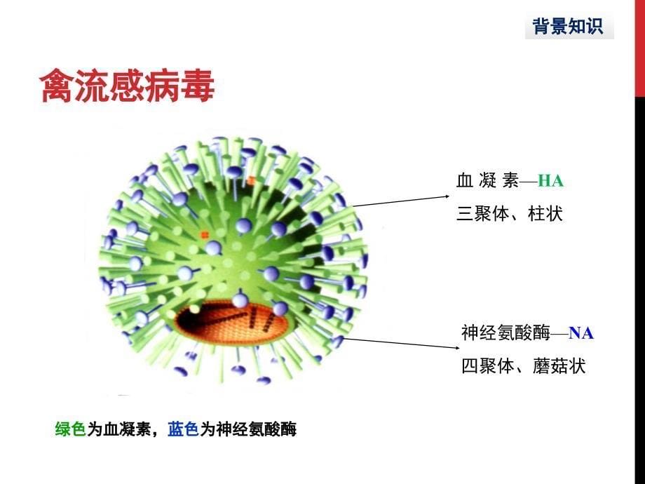人感染h7n9禽流感调查处置技术剖析_第5页
