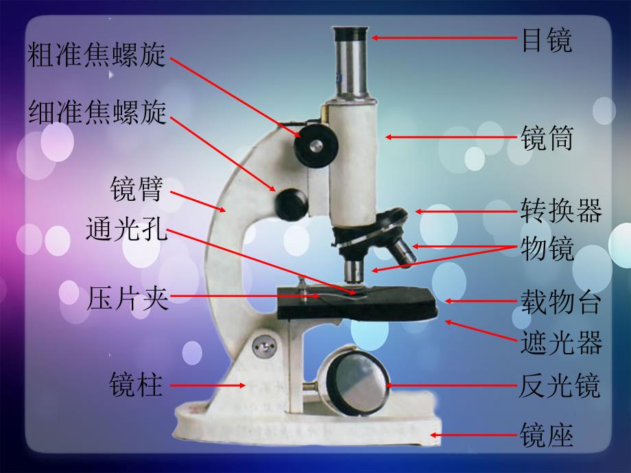 六年级上2.1.1练习使用显微镜_第3页