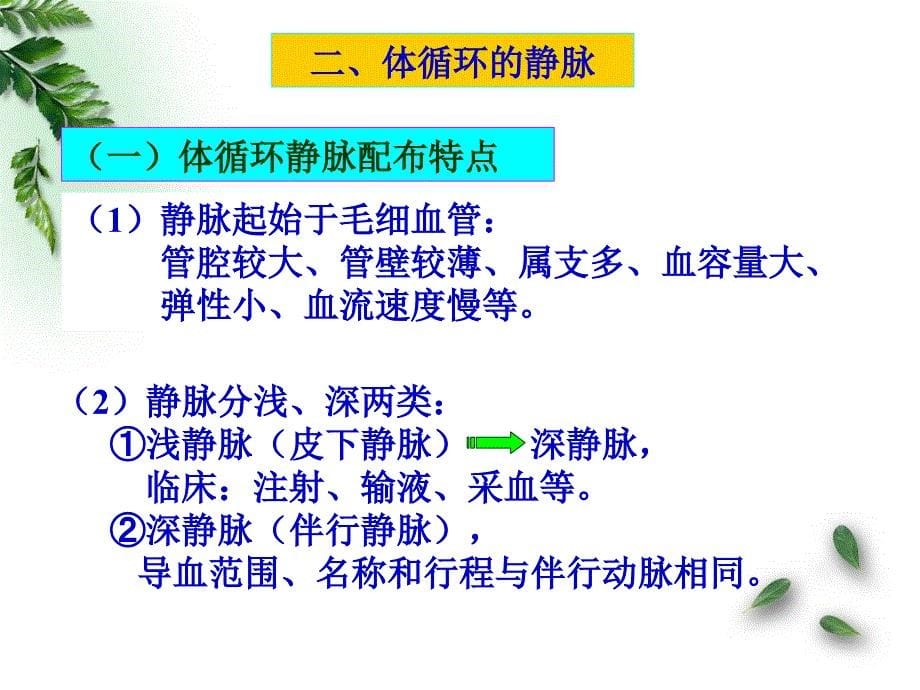 201509解剖学-脉管系统-静脉、毛细血管(临床专业)概要_第5页