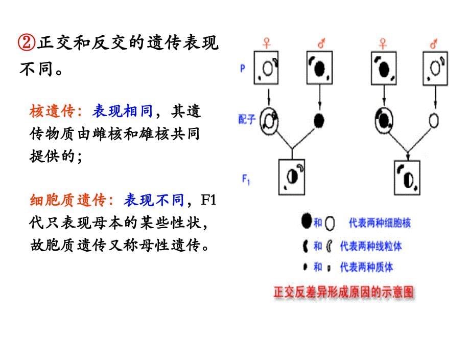 第十一章 细胞质遗传_第5页