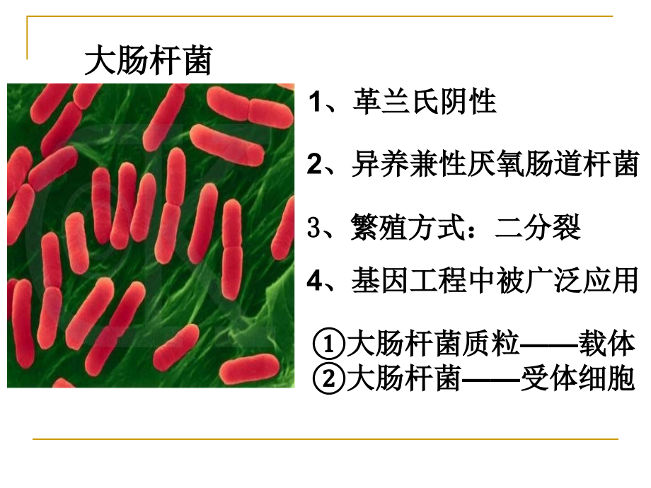 选修1-生物技术实践_第4页