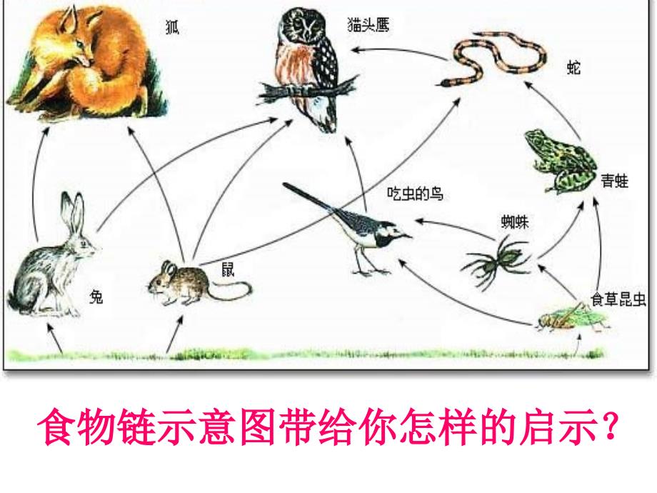 保护野生动物主题班会讲义_第2页