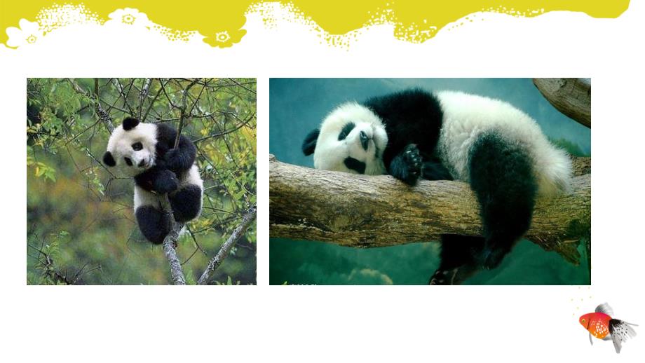 外研版小学英语六年级上册Module ７ 《Unit 2 Pandas love bamboo.》教学课件PPT_第3页