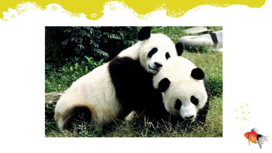 外研版小学英语六年级上册Module ７ 《Unit 2 Pandas love bamboo.》教学课件PPT_第4页