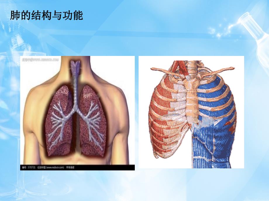 生产性粉尘对肺的危害与防治讲义_第3页