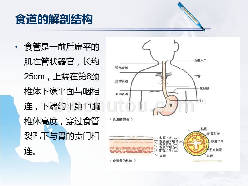 食道ca手术配合_第3页