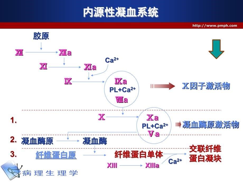 生理学课件——-凝血和抗凝血平衡紊乱_第5页