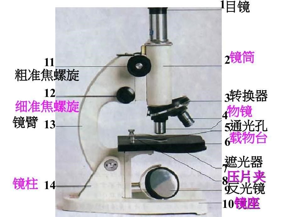 显微镜的结构与使用剖析_第5页