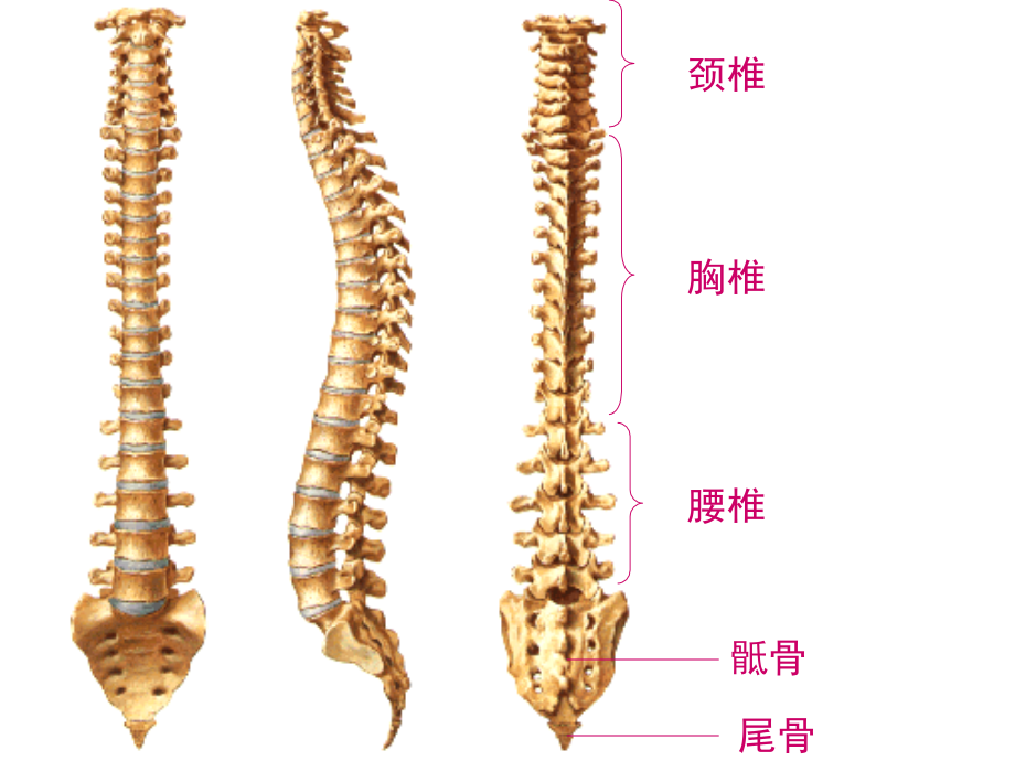 3躯干骨及其连结、颅骨及其连结概要_第3页