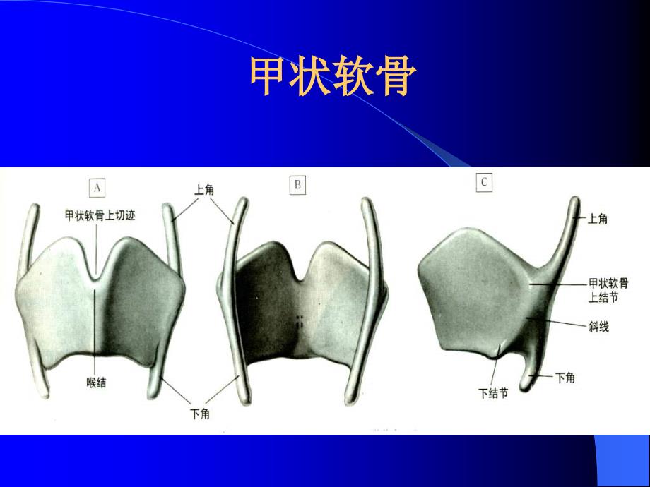 喉解剖学1_第4页