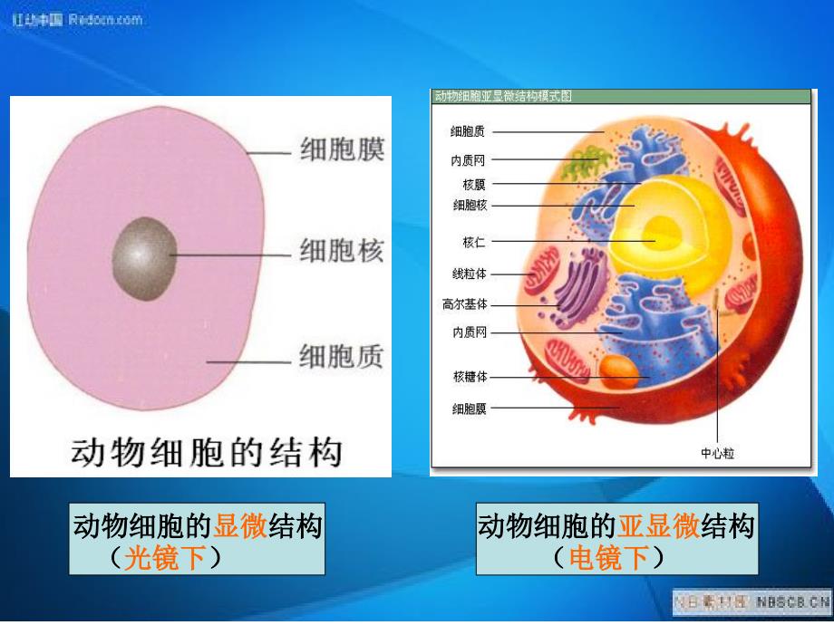 细胞器—系统内的分工与合作剖析._第2页