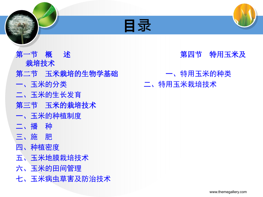 玉米高产栽培技术剖析_第2页