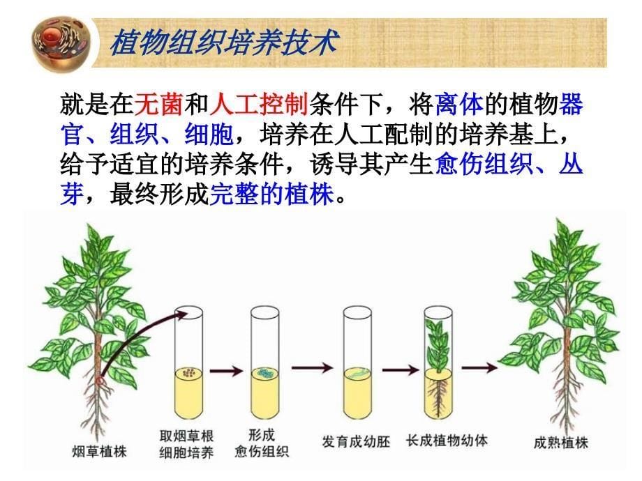 选修三 2.1植物细胞工程_第5页