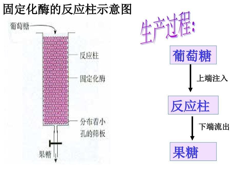 用酵母细胞的固定化(1)重点._第5页