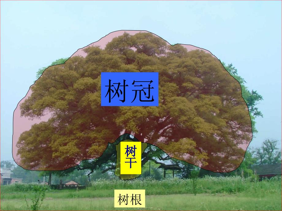 科学-植物答案_第4页