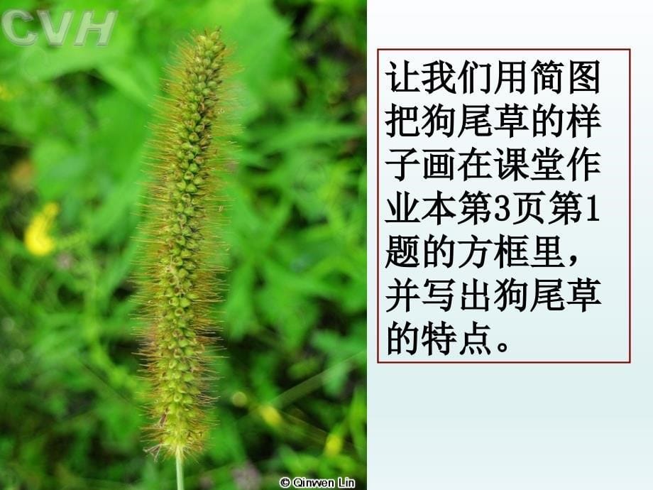 科学-植物答案_第5页