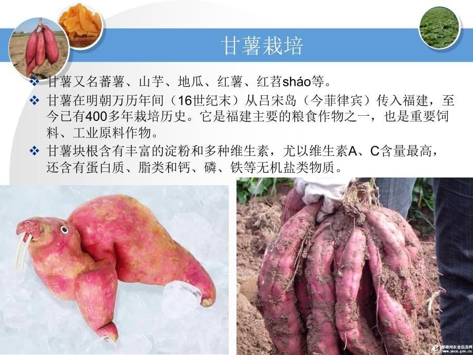 甘薯根与叶片形态_第5页