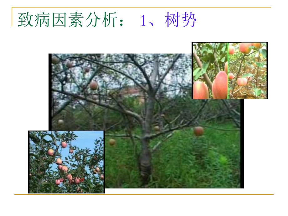 苹果病虫害防治_第4页