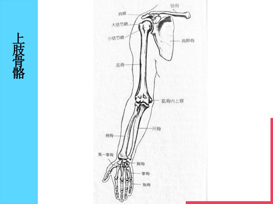 人体解剖学-上肢、下肢_第3页
