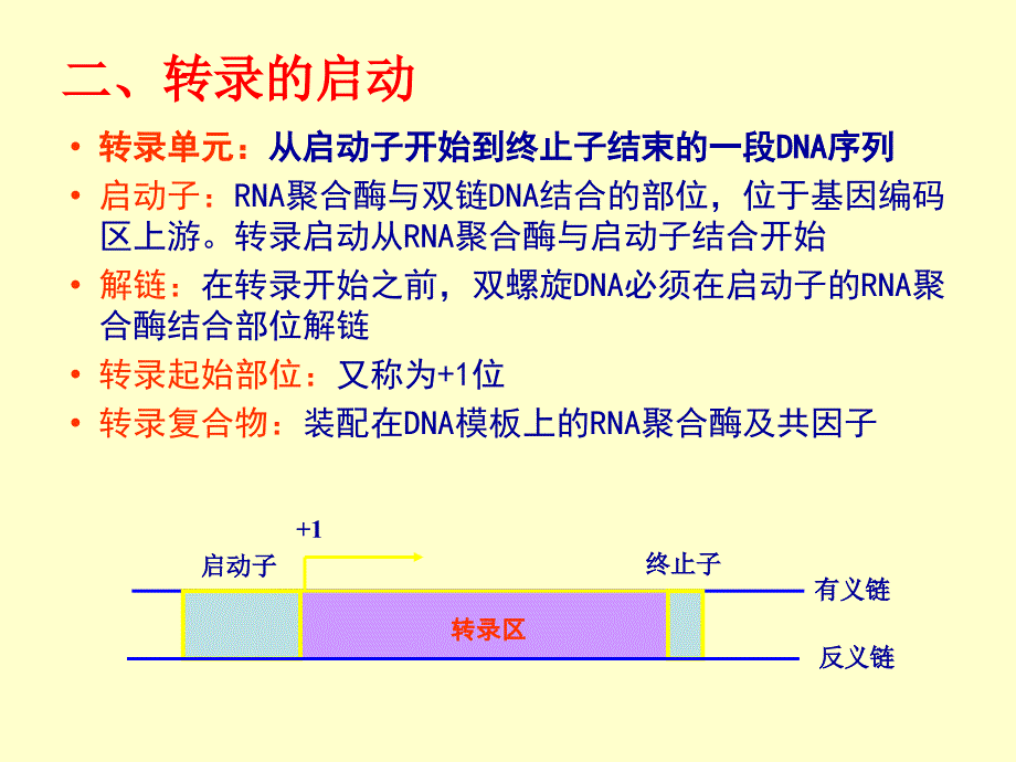 第十一章 原核细胞的基因转录_第4页