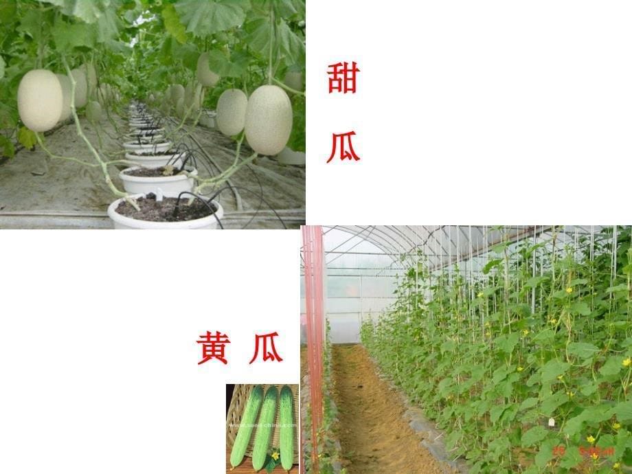 瓜类蔬菜概论简_第5页