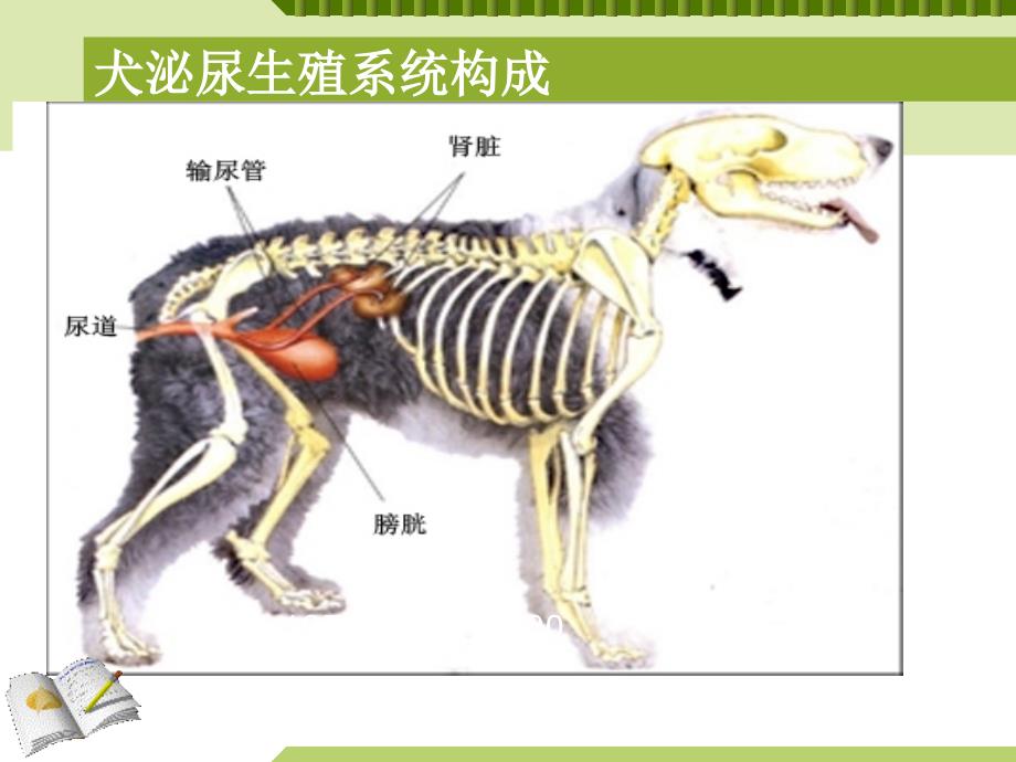 宠物物理学诊断剖析_第4页