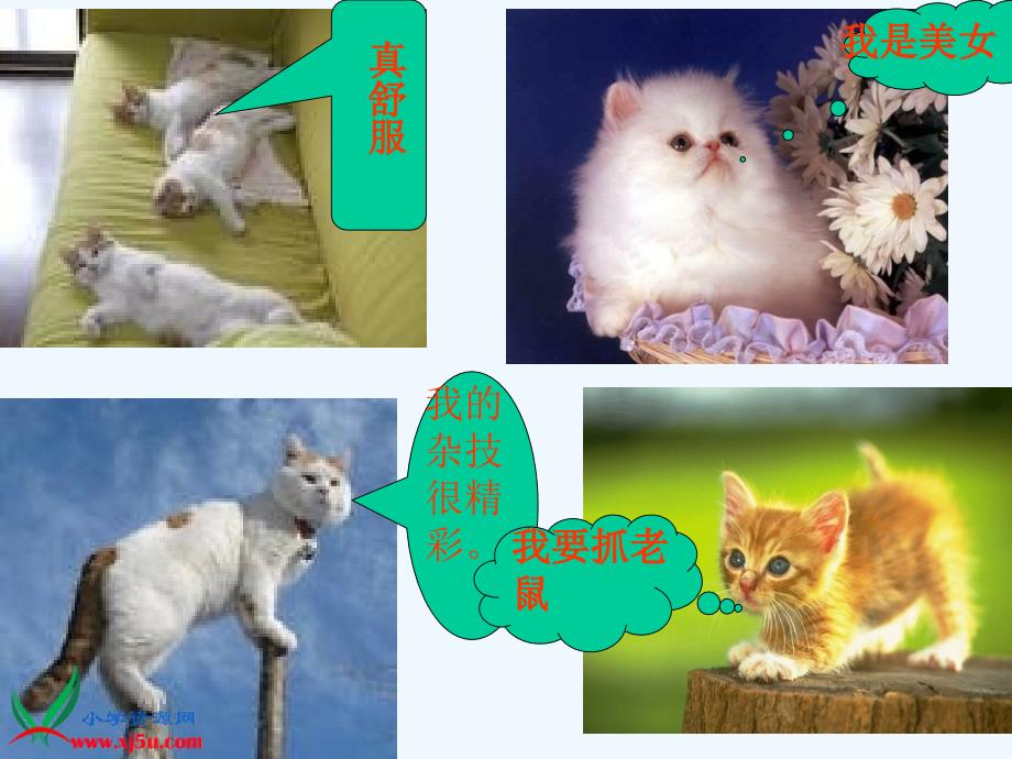 小学语文四年级上册《猫》课件_第4页