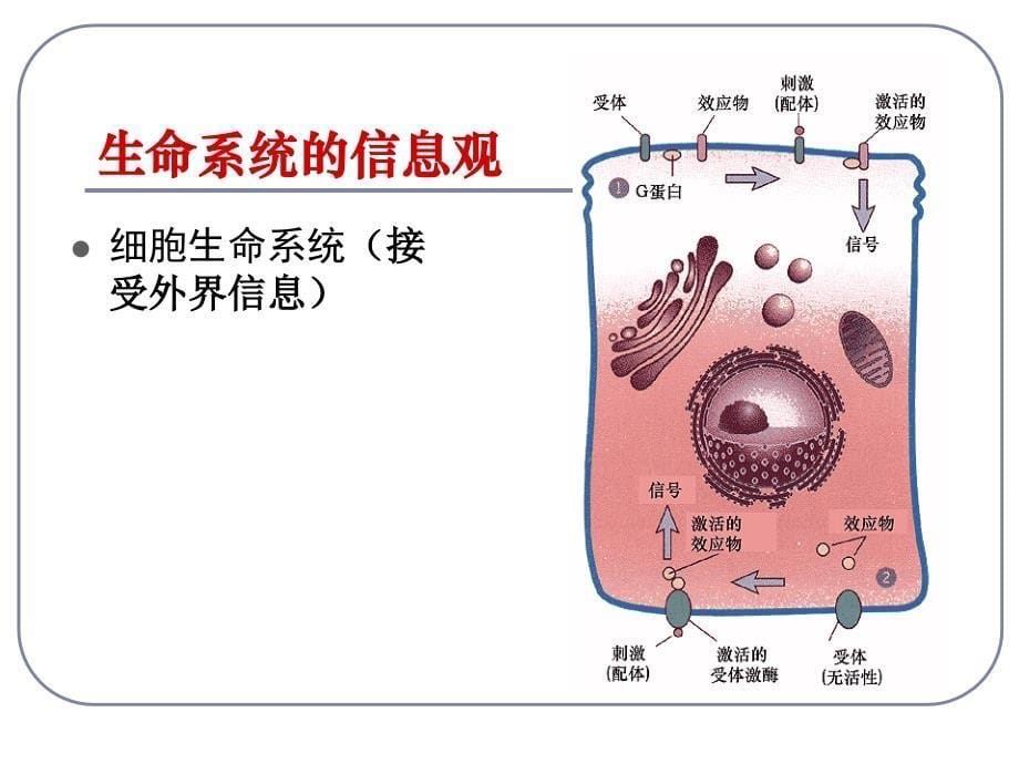 高中生物同步课件：5.4-生态系统的信息传递(3)(人教版必修3)_第5页