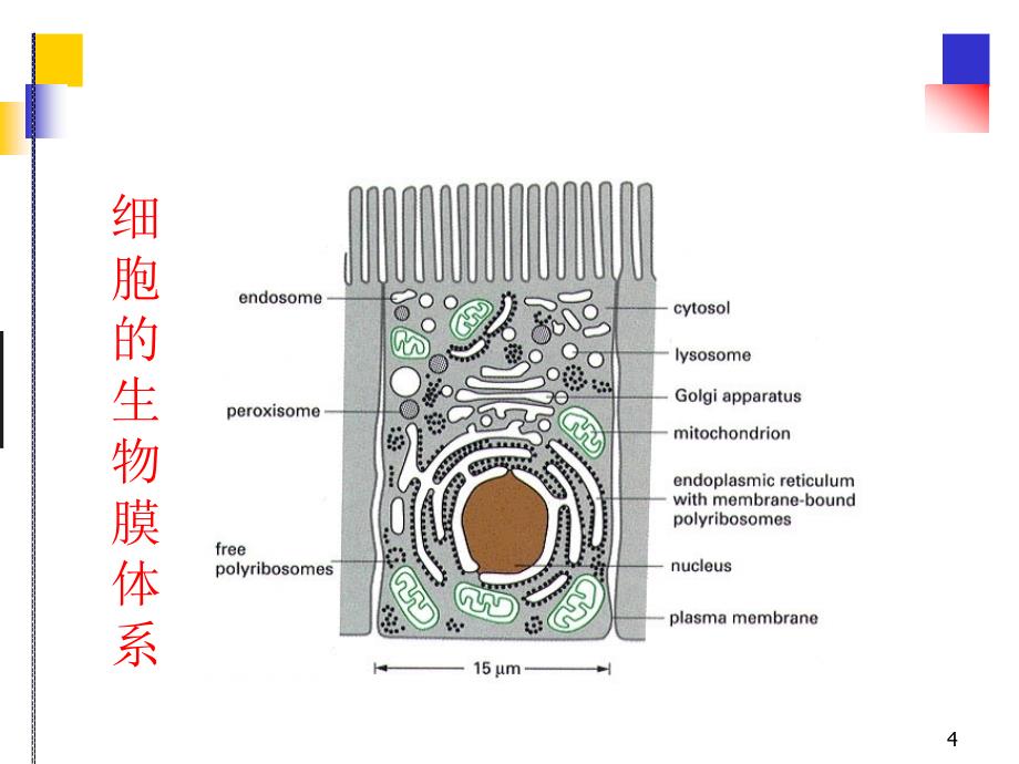 医学细胞生物学-细胞膜与细胞表面_第4页