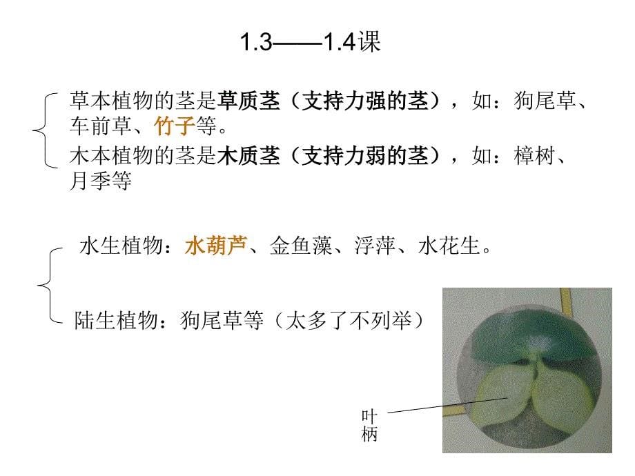 你们爱科学吗——三年级科学1-3章复习_第5页