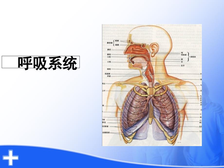 呼吸衰竭的护理讲义_第2页