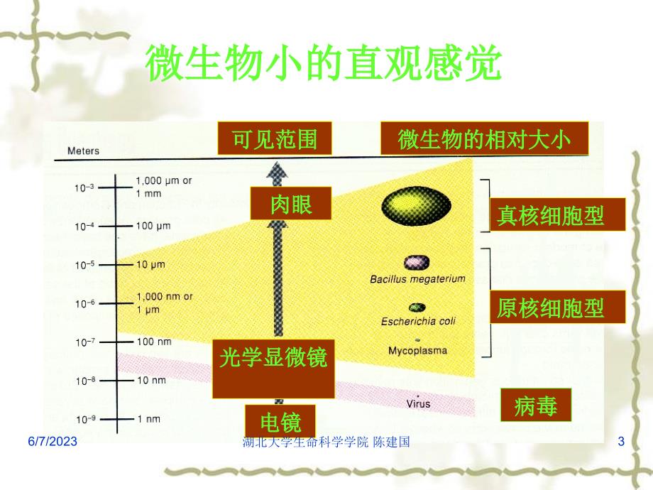 第四节微生物与生物多样性汇总._第3页