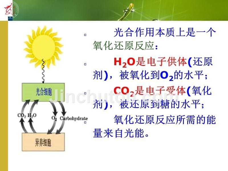 第八章 光合作用和同化产物的运输、分配_第5页