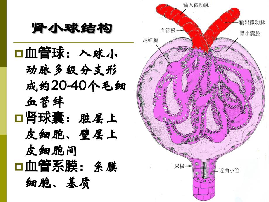 第12章泌尿系统疾病_第4页