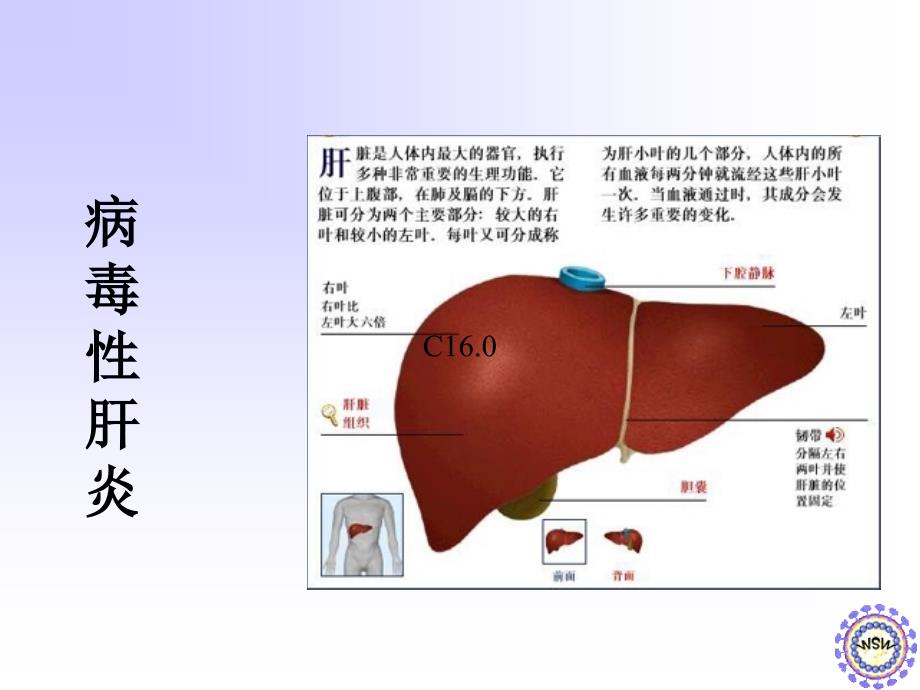 病毒性肝炎科普知刘金旭课件_第3页