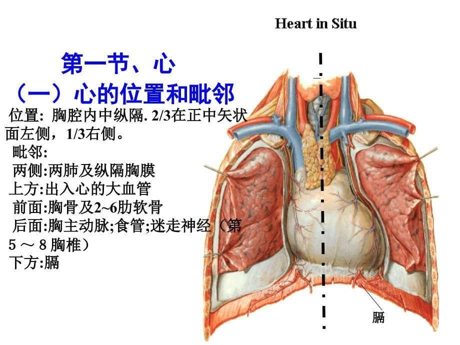 第七章循环系统第一节心_第5页