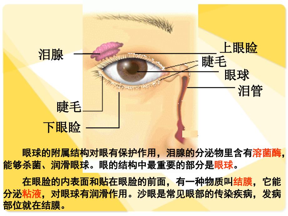 人体对信息的感知-眼睛_第3页