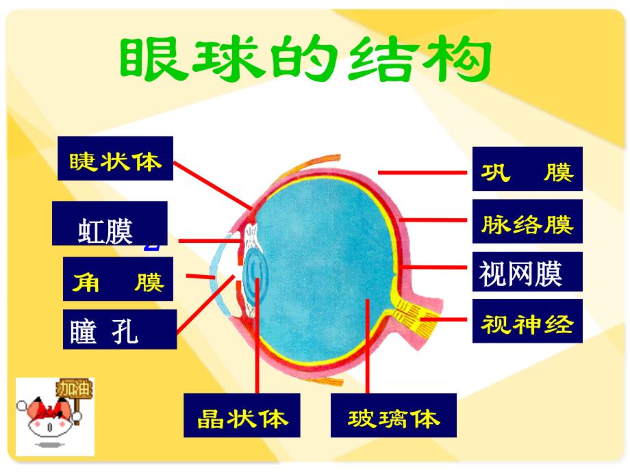 人体对信息的感知-眼睛_第4页